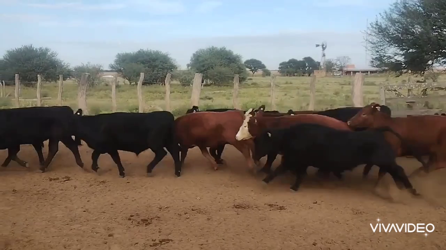 Lote 226 Novillitos en Nueva Galia, San Luis