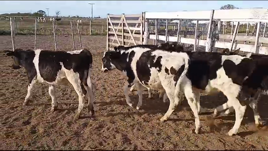 Lote 47 Novillitos Holando Argentino en Colonia La Flor, Córdoba