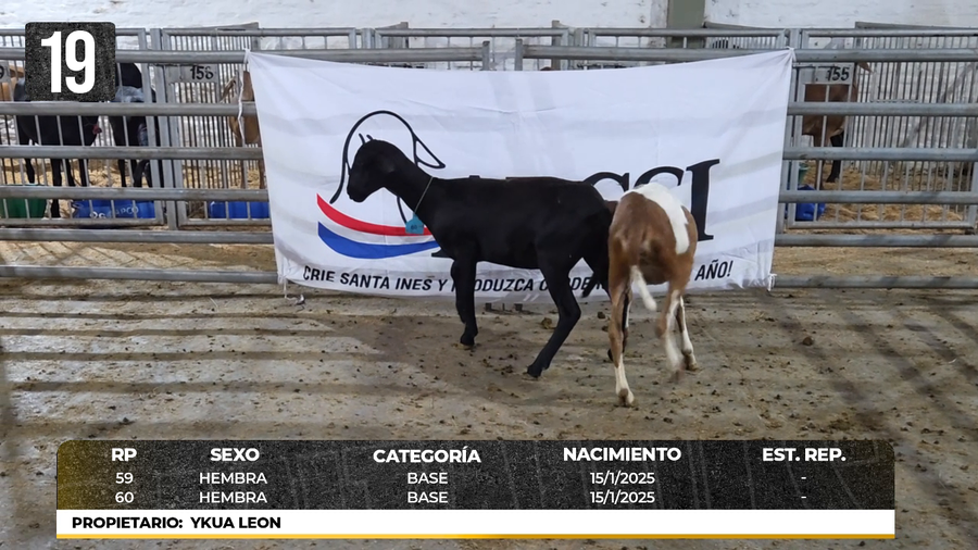 Lote LOTE 19