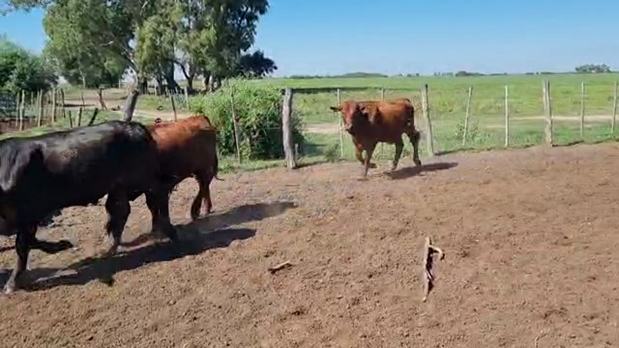 Lote 140 Novillos en Ceres, Santa Fe