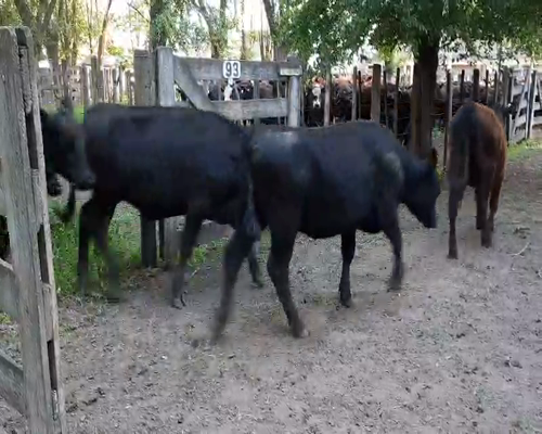 Lote 52 Vaquillonas en Gral. Lamadrid, Buenos Aires