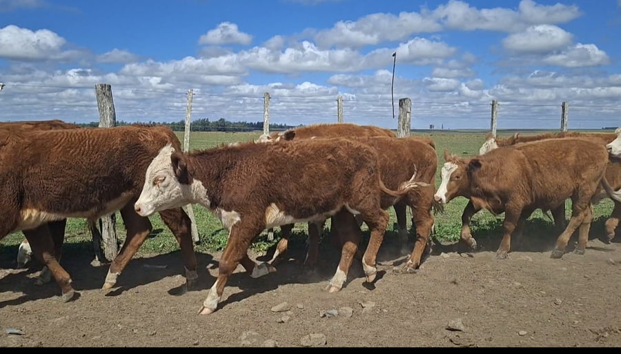 Lote 70 Terneros/as en Corrientes, Curuzu Cuatia