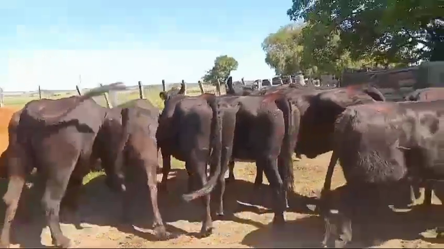 Lote VACAS PREÑADAS
