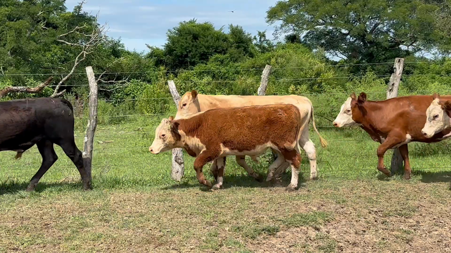 Lote 72 Terneros/as en Corrientes, Mercedes