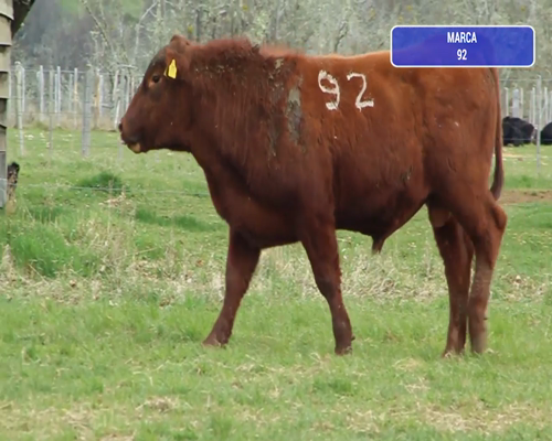 Lote 1 Toro en Coyhaique, XI Región Aysén