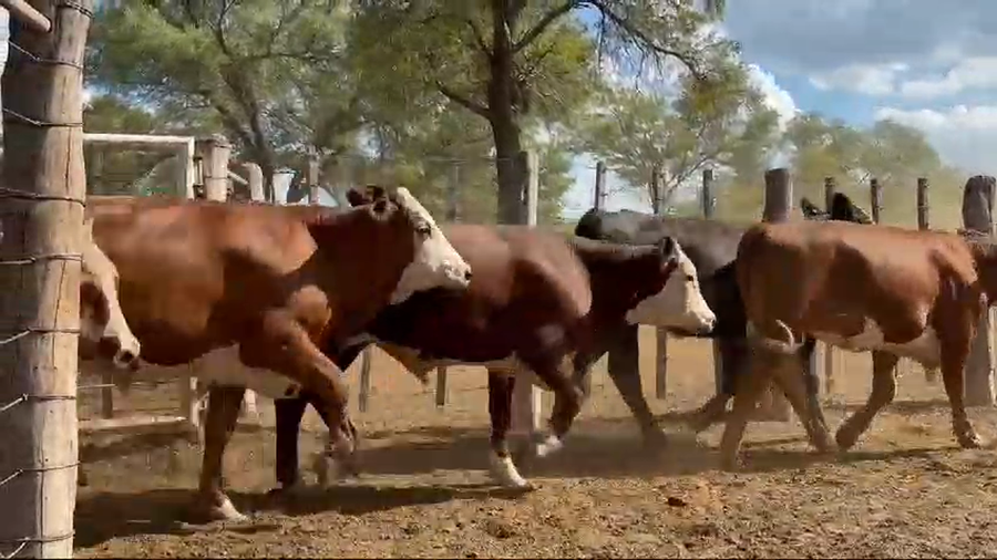 Lote 275 Novillos en Sumampa, Santiago del Estero