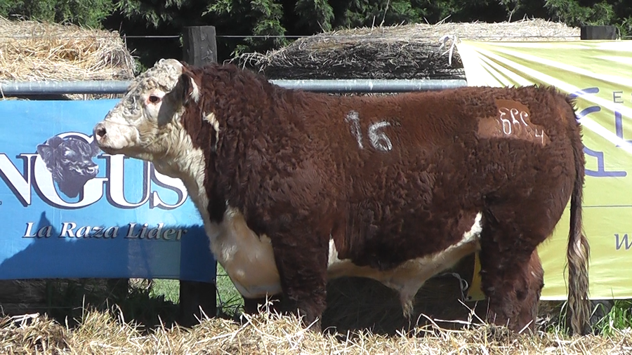 Lote TOROS P. HEREFORD PURO REGISTRADO