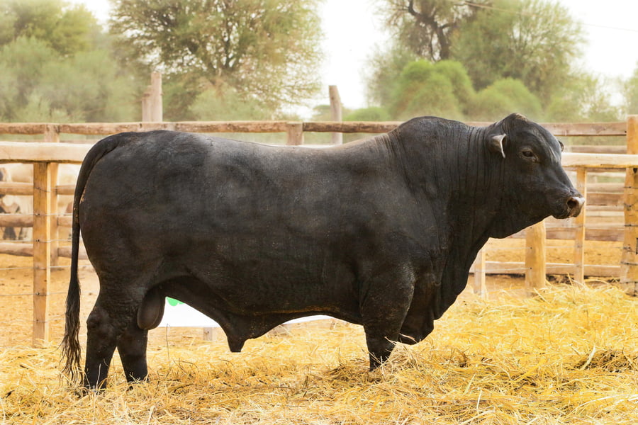 Lote LOTE 37