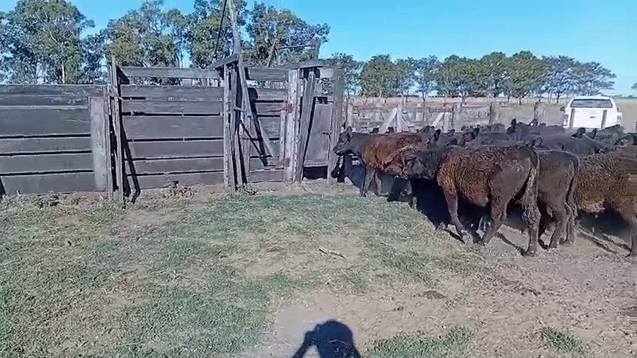 Lote 75 Terneros/as en Rauch