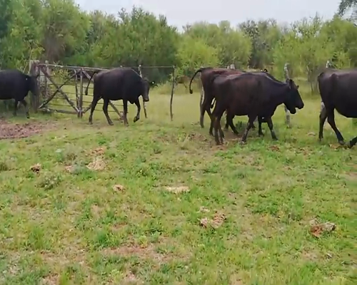 Lote 82 Vacas nuevas C/ gtia de preñez en Entre Ríos, Federal