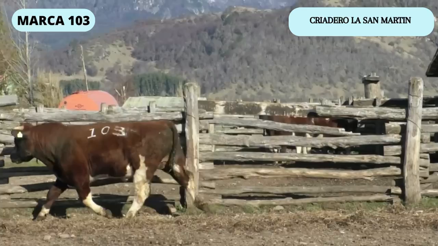 Lote 1 Toro en Coyhaique, XI Región Aysén