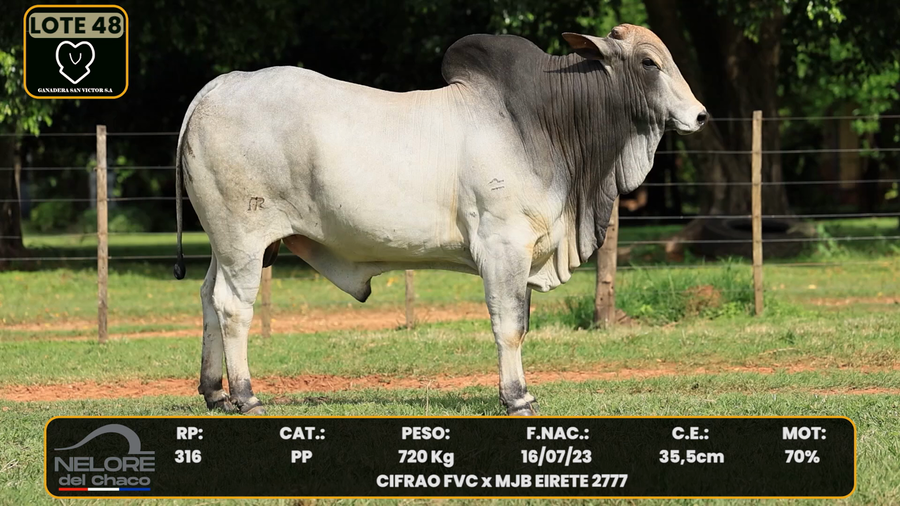 Lote LOTE 49