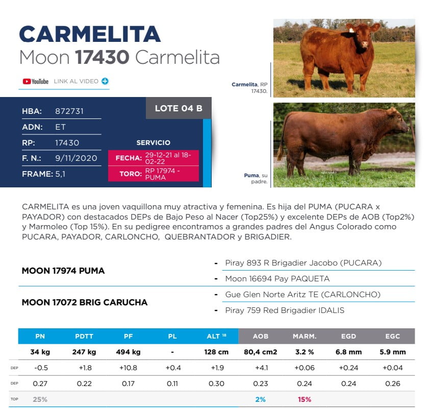 Lote Eleccion de una Vaquillona PP