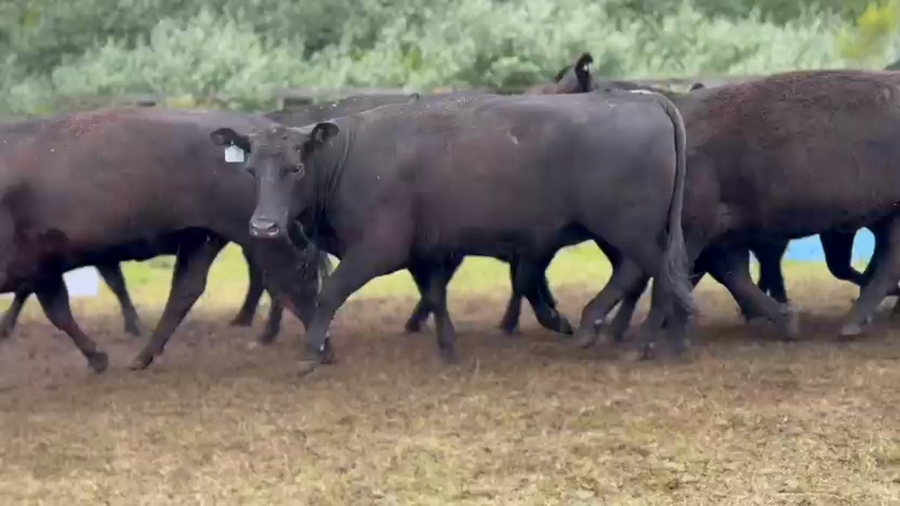 Lote 10 Vaquillonas preñadas