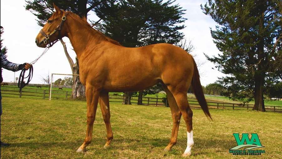 Lote VODKA RULER (Arg)