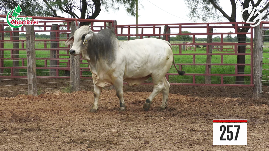 Lote Brahman