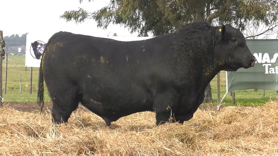 Lote TOROS PUROS POR CRUZA