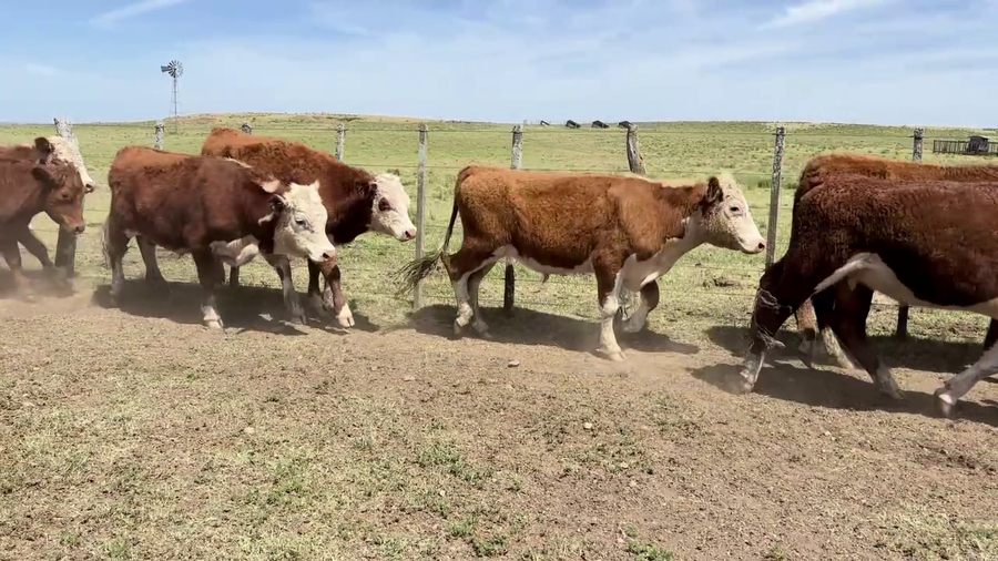 Lote NOVILLOS 1-2 AÑOS