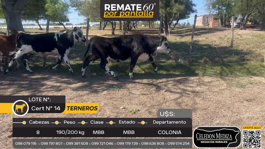 Lote 8 Terneros en ruta 106, Colonia