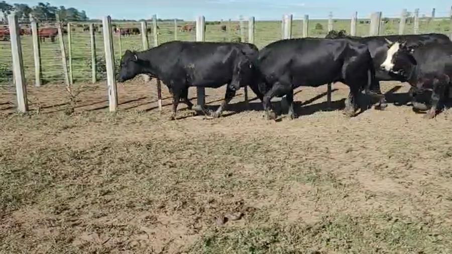 Lote 96 Vacas nuevas Preñadas en Pirané, Formosa