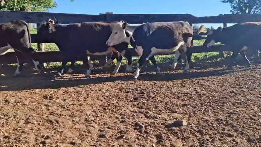 Lote VAQUILLONAS PREÑADAS