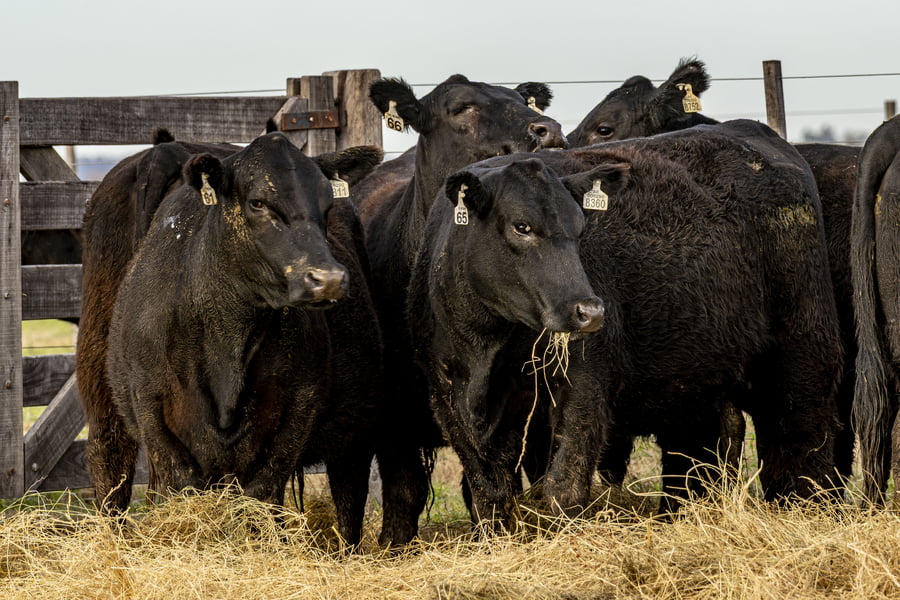 Lote VAQUILLONAS ANGUS PURAS CONTROLADAS