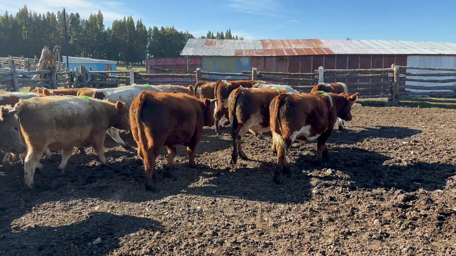 Lote 25 Novillo Engorda en Coyhaique, XI Región Aysén