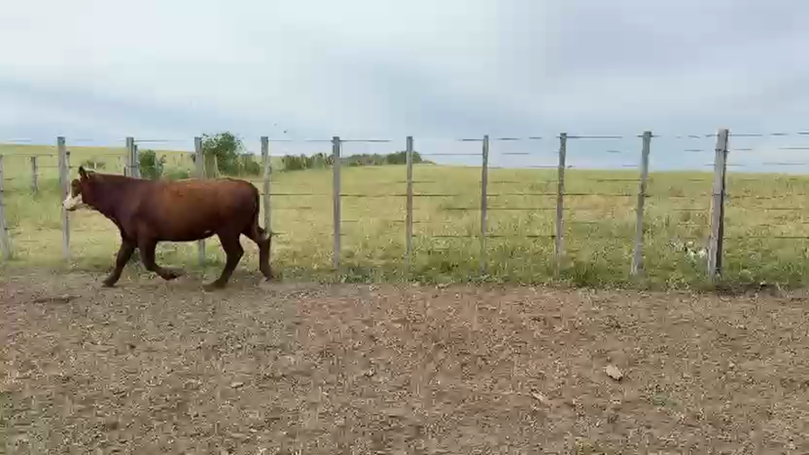 Lote NOVILLOS 1 a 2 AÑOS