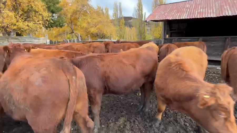 Lote 50 Novillo Engorda en Coyhaique, XI Región Aysén
