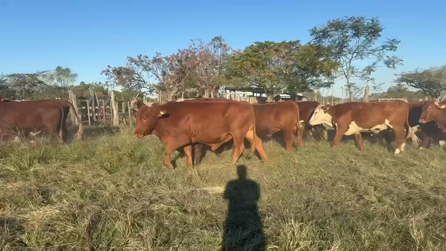 Lote 55 Novillos