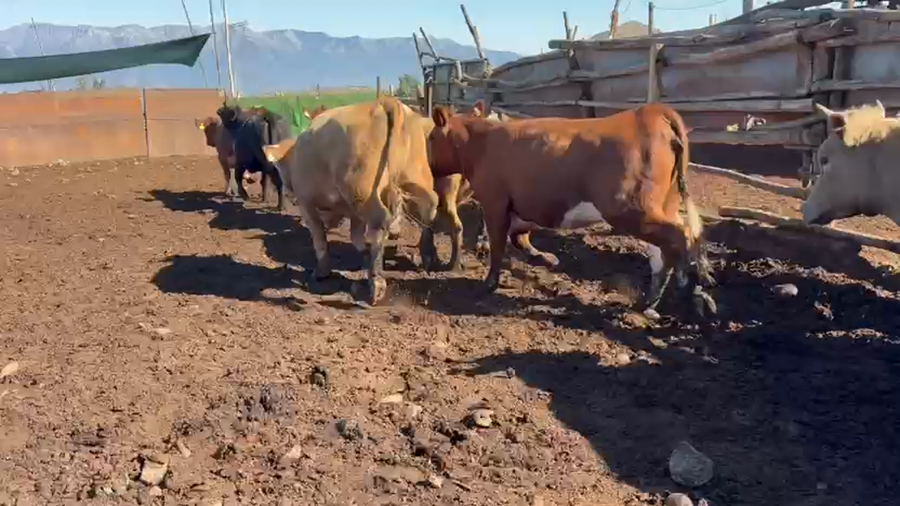 Lote 45 Vaquilla Gorda en Paine, Región Metropolitana