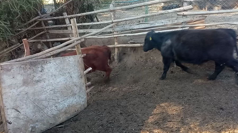 Lote 21 Novillo Engorda en San Antonio, V  Región Valparaíso