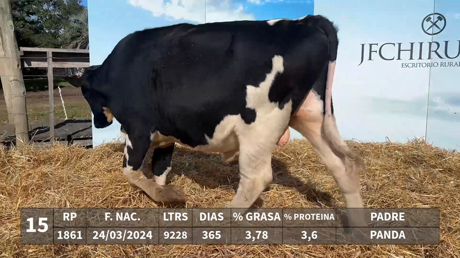 Lote LOTE 15 - RP 1861 - PANDA x KAROLINE 1072 K-FEVER CROWN