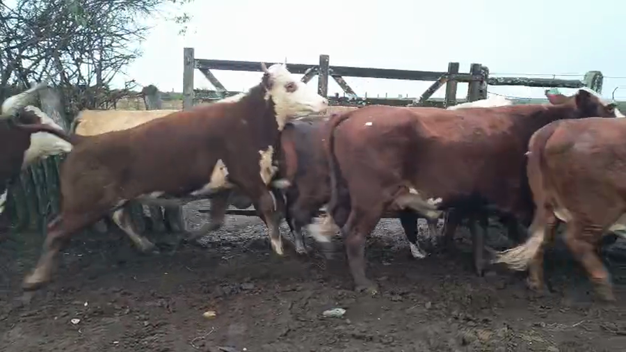 Lote 9 Vaca en Corrientes, Curuzu Cuatia