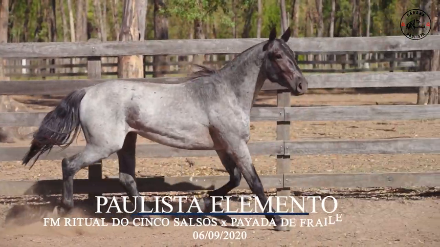 Lote Paulista Elemento