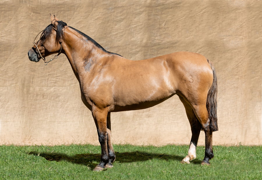 Lote CAMOMILA CALA BASSA RP 631