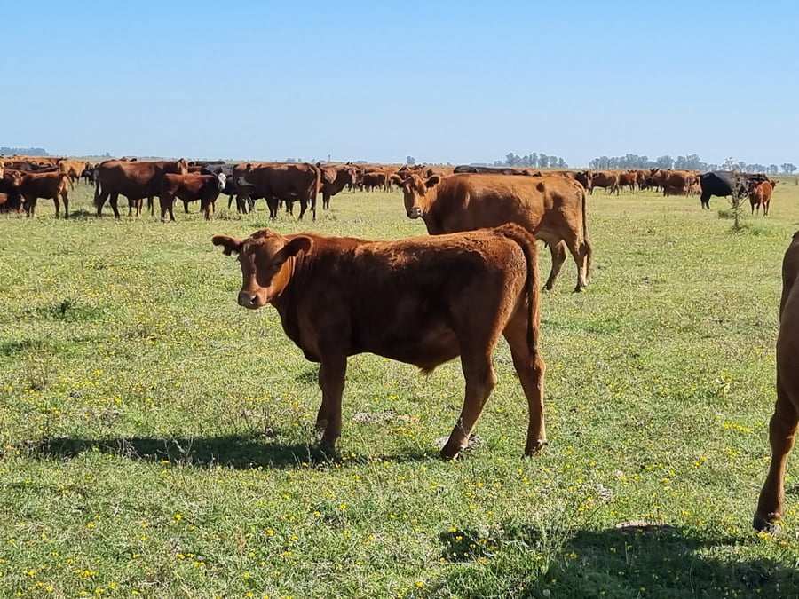 Lote 64 Terneros/as en Tapalqué, Buenos Aires