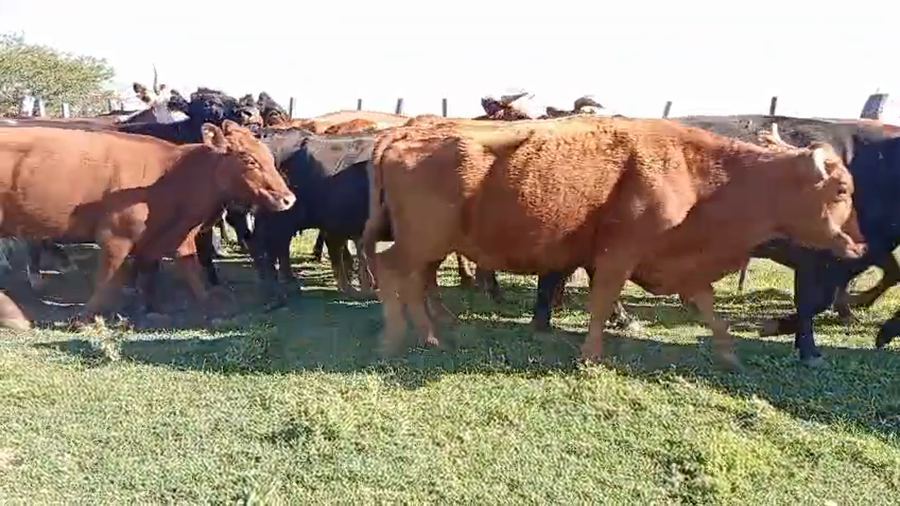 Lote 32 Vacas de invernar