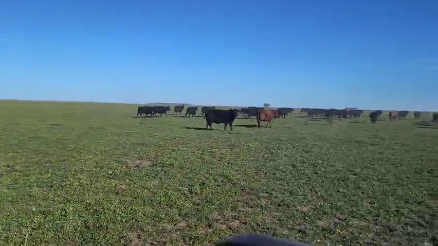 Lote 90 Vacas CUT PÑ en Gral. Lamadrid