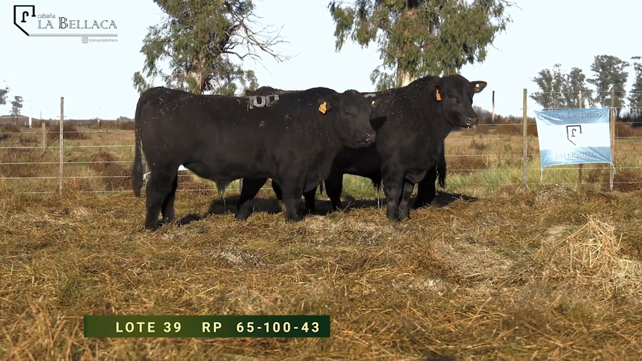 Lote TOROS PUROS CONTROLADOS