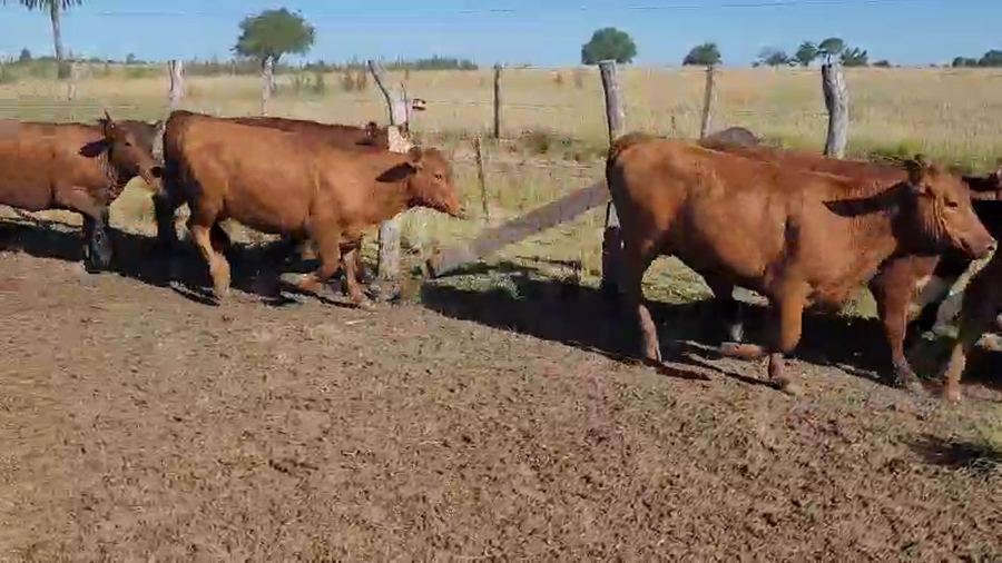 Lote 55 Novillitos y vaquillonas en Villaguay, Entre Ríos
