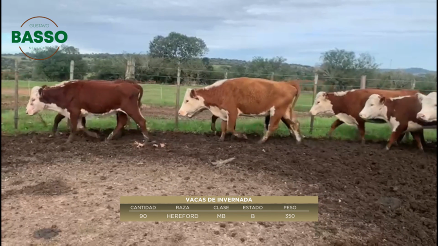 Lote 90 Vacas de Invernada en Puntas de Guazunambi, Cerro Largo