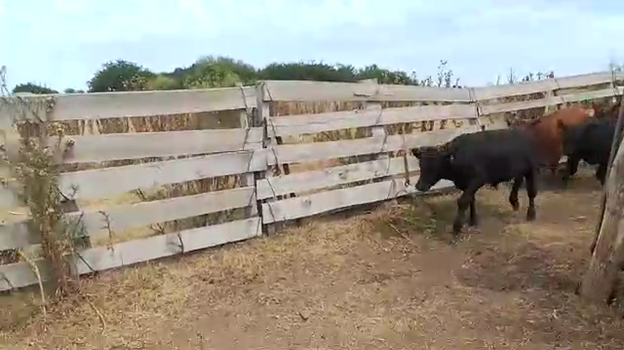 Lote 22 Terneros