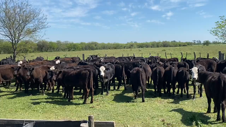 Lote 70 Terneras en Sauce, Corrientes