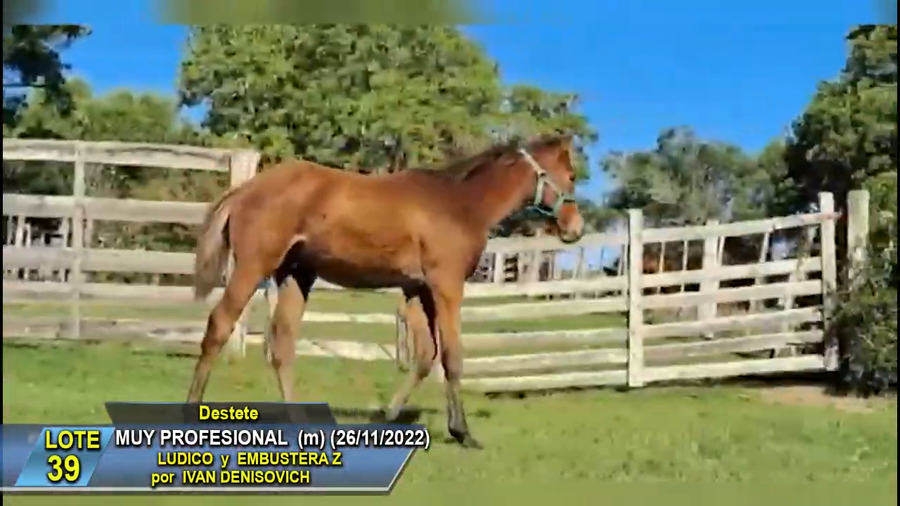 Lote Muy Profesional