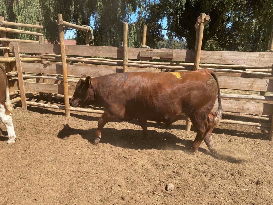 Lote 20 Novillo Gordo en Melipilla, Región Metropolitana