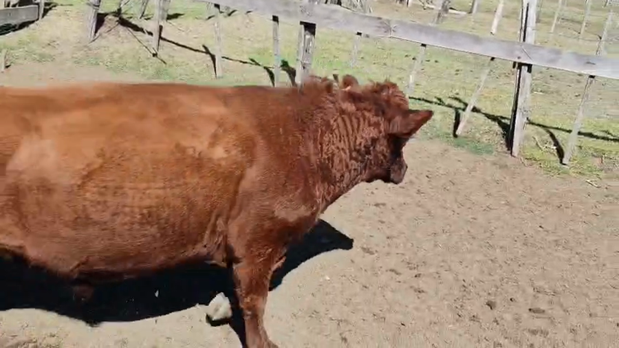 Lote Toros a remate en Pantalla Camy - Aniversario 31 Años 600kg - , San José