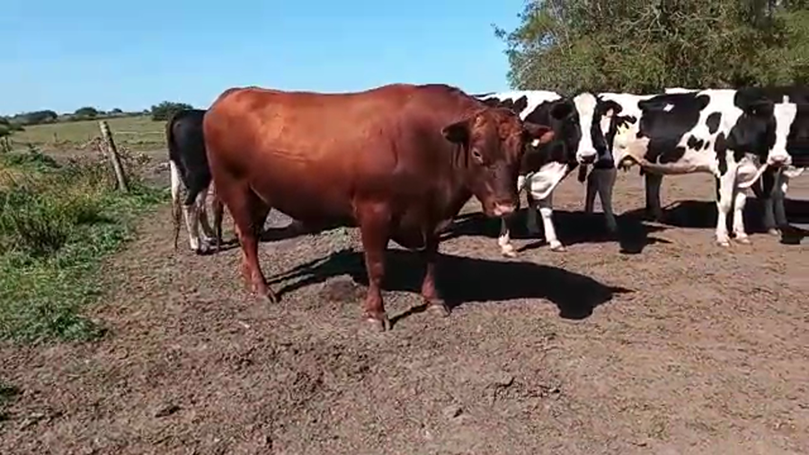 Lote Toros ANGUS a remate en REMATE POR PANTALLA 800kg - , San José