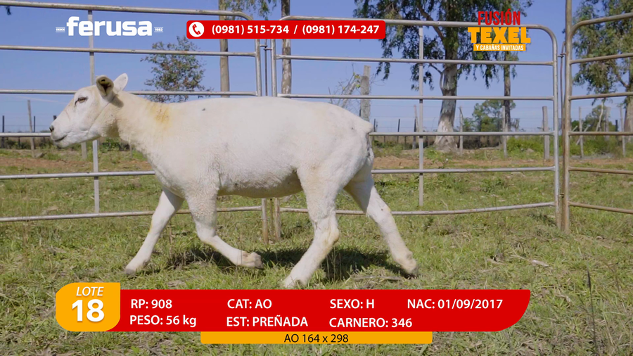 Lote Lote 18