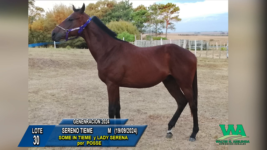 Lote SERENO TIEME